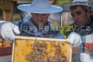 Účastník na akci včelařské kurzy