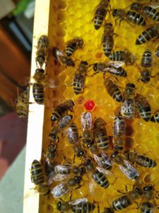 Červený pyl v plástu - jak začít včelařit