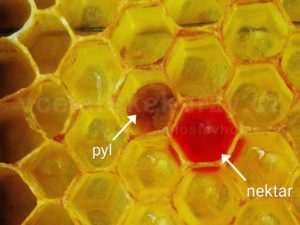 Jak začít včelařit - buňky s pylem