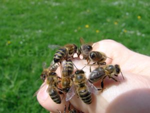 Nebát se včel - jak začít včelařit